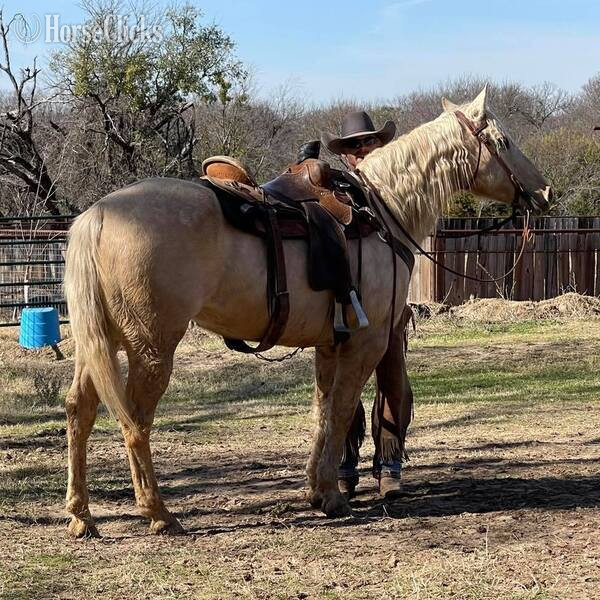 "Zippo" Palomino Gelding Quarter Horse in Texas