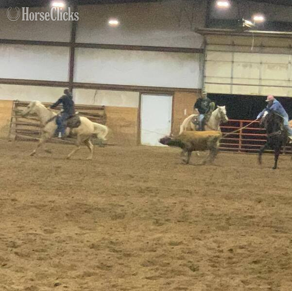 "Zippo" Palomino Gelding Quarter Horse