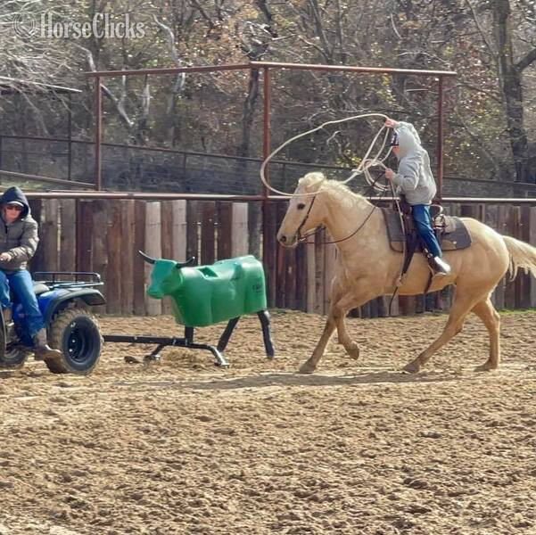 Texas "Zippo" Palomino Gelding Quarter Horse