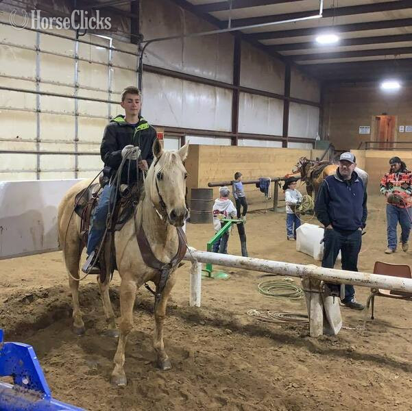 "Zippo" Palomino Gelding Quarter Horse - Quarter Horse in Texas