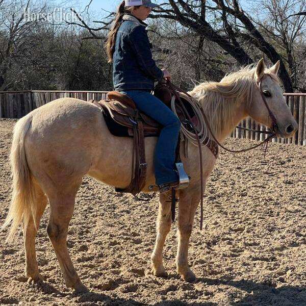 "Zippo" Palomino Gelding Quarter Horse - Quarter Horse