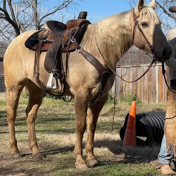 "Zippo" Palomino Gelding Quarter Horse Texas