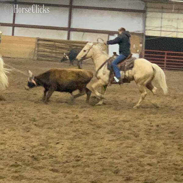 Quarter Horse - "Zippo" Palomino Gelding Quarter Horse in Texas