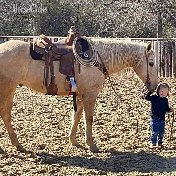 Quarter Horse - "Zippo" Palomino Gelding Quarter Horse