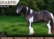 "Sharpie" Black Gelding Haflinger