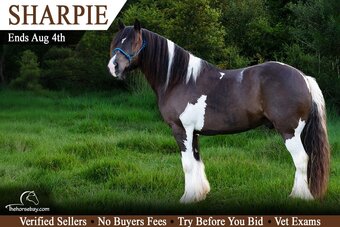 "Sharpie" Black Gelding Haflinger