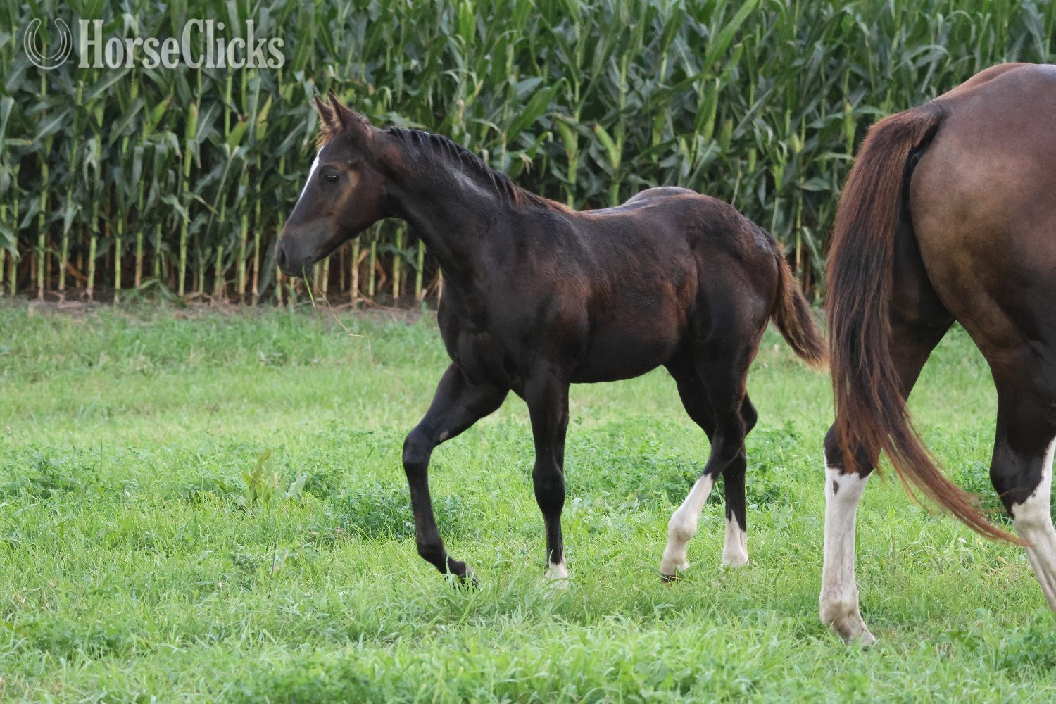 Iowa "NV Blue Scotchnsonny" Black Stallion Paint