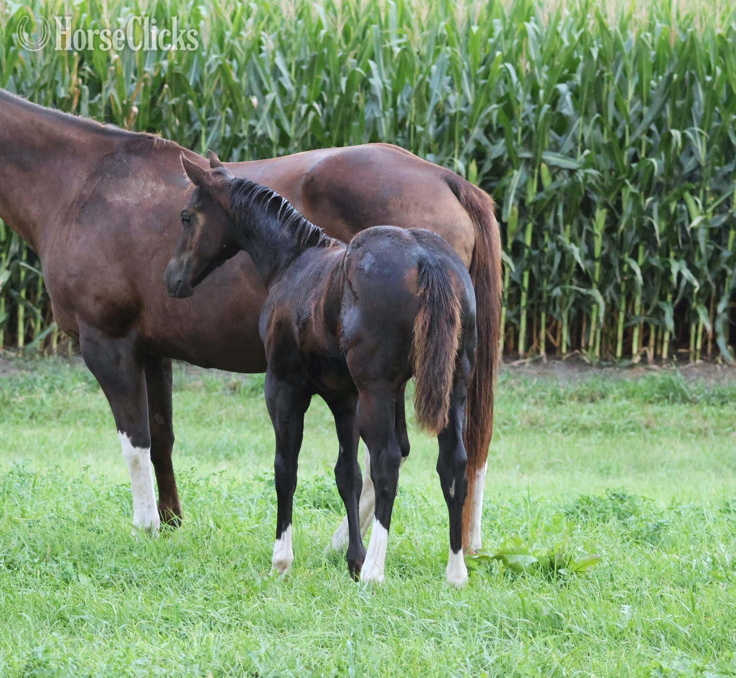 "NV Blue Scotchnsonny" Black Stallion Paint - Paint in Iowa