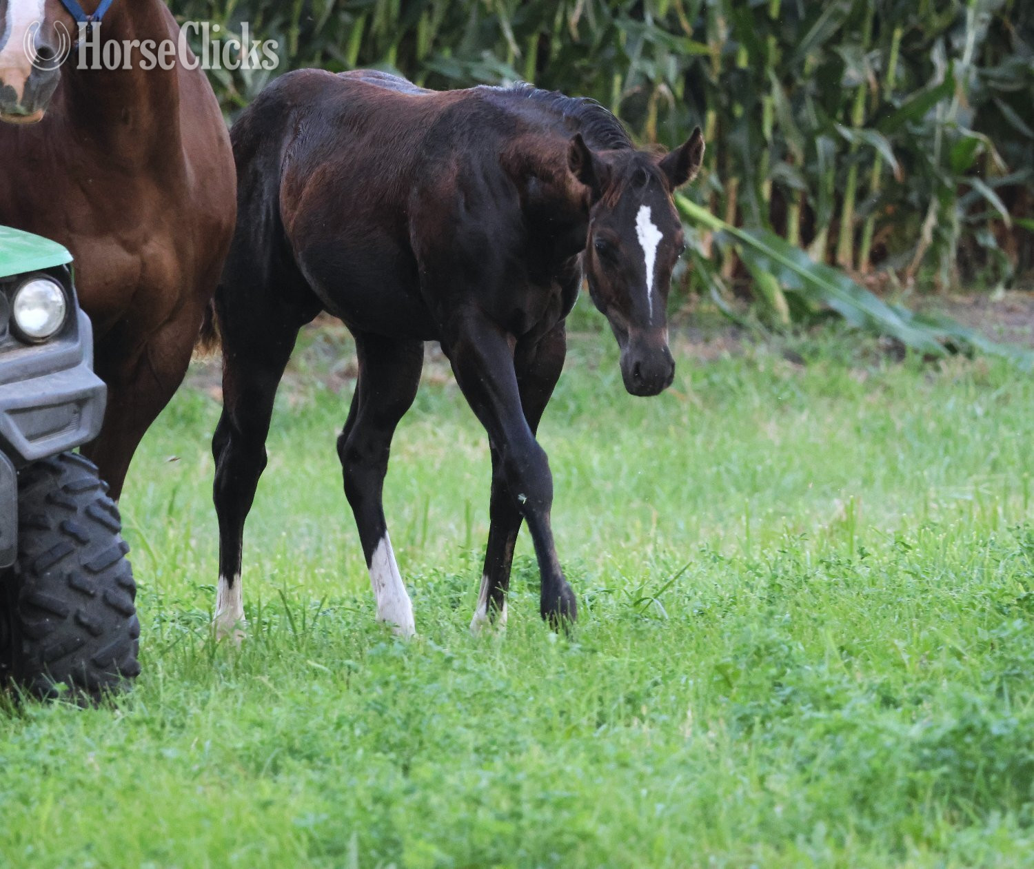 "NV Blue Scotchnsonny" Black Stallion Paint - Paint