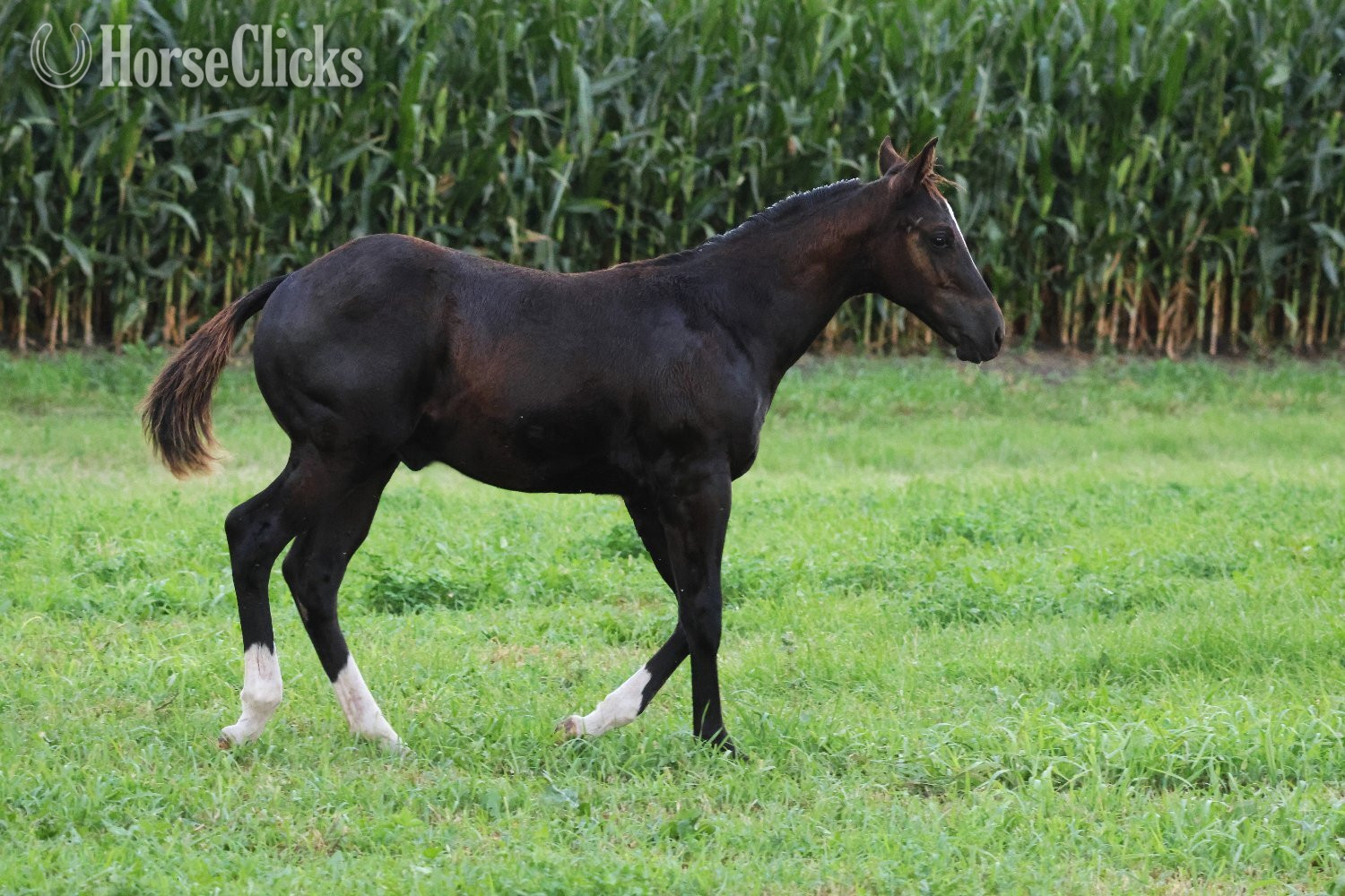 Paint - "NV Blue Scotchnsonny" Black Stallion Paint