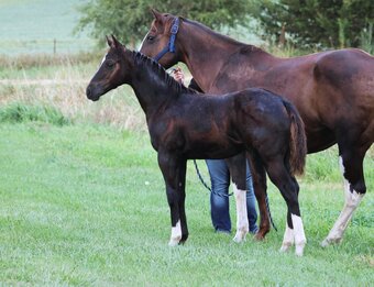 "NV Blue Scotchnsonny" Black Stallion Paint