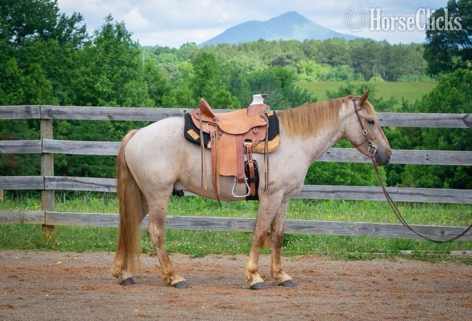 "Stetson " Strawberry Roan Gelding Quarter Horse in Virginia