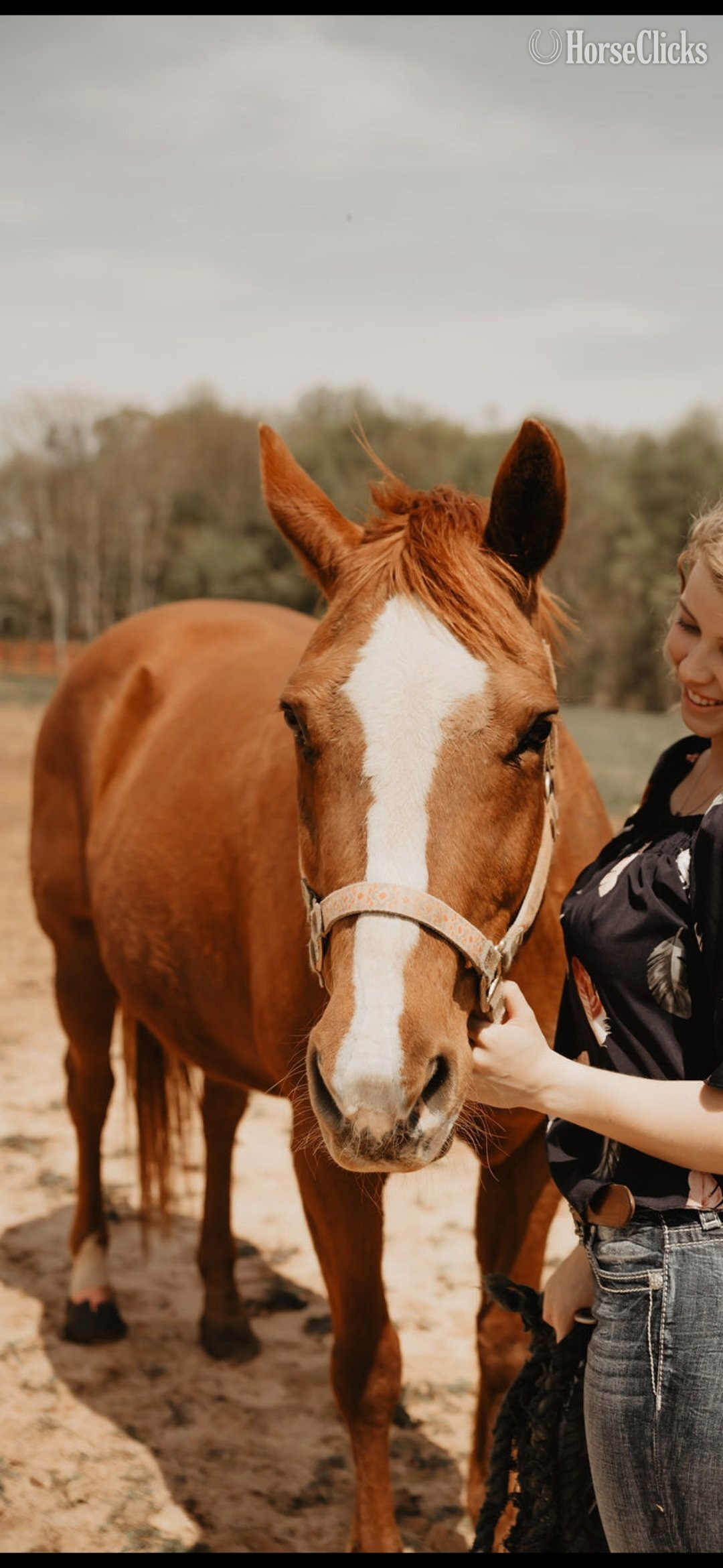 "Da Vinci Code " Chestnut Mare Appaloosa in Virginia