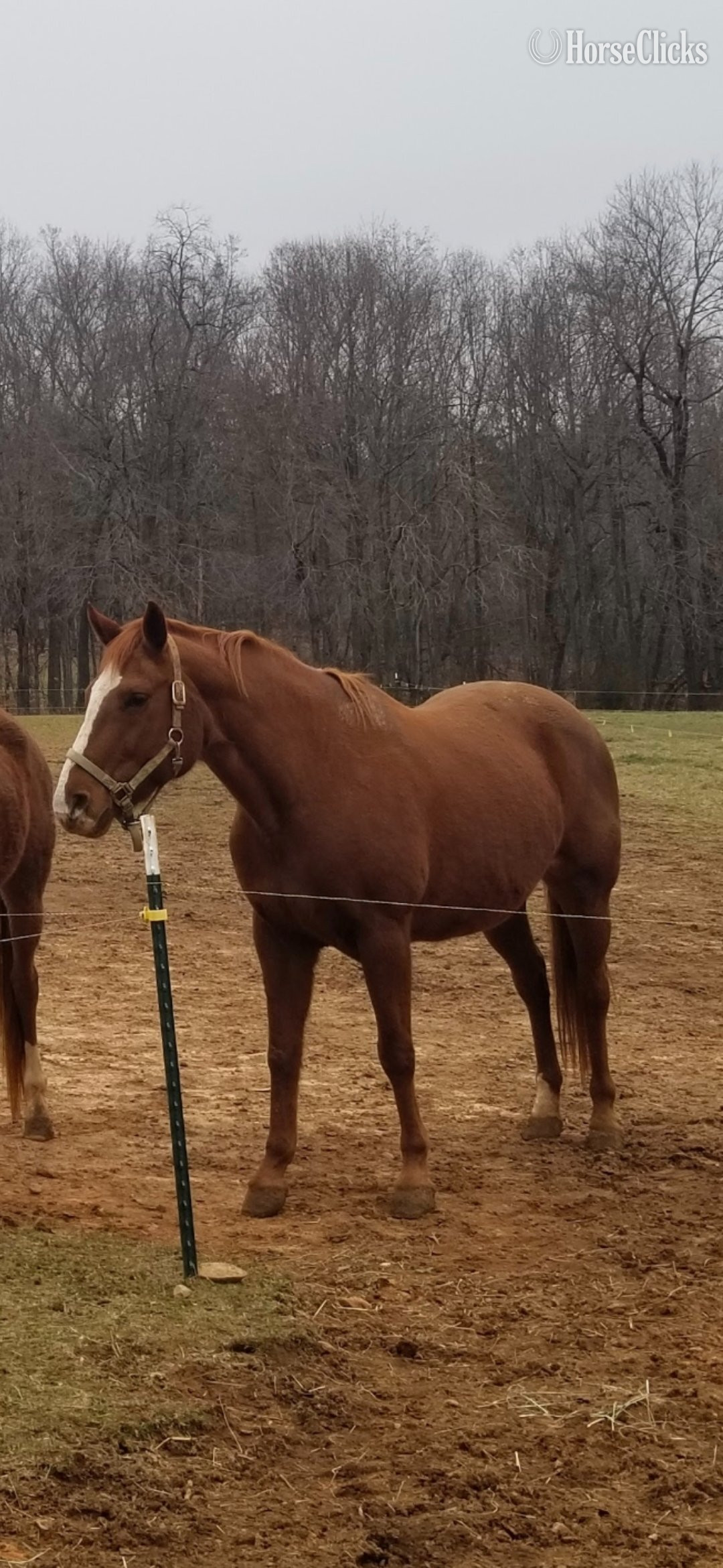 "Da Vinci Code " Chestnut Mare Appaloosa