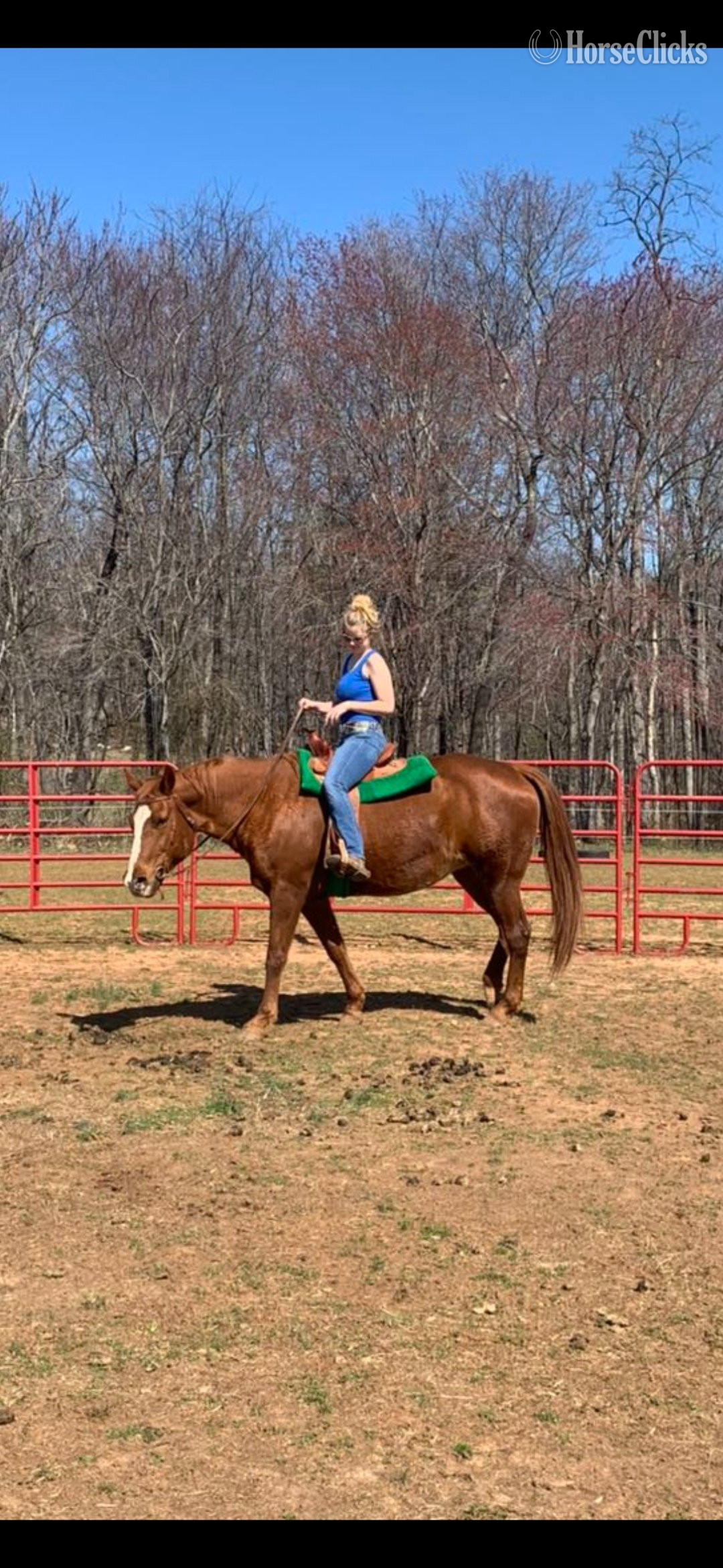 Virginia "Da Vinci Code " Chestnut Mare Appaloosa