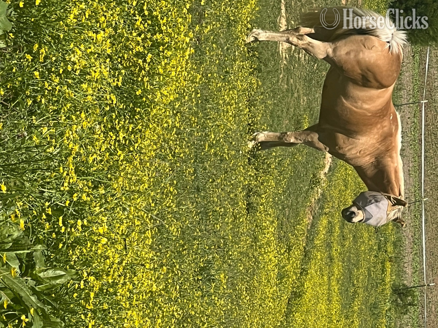 "Missy" Palomino Mare Quarter Horse in Kentucky