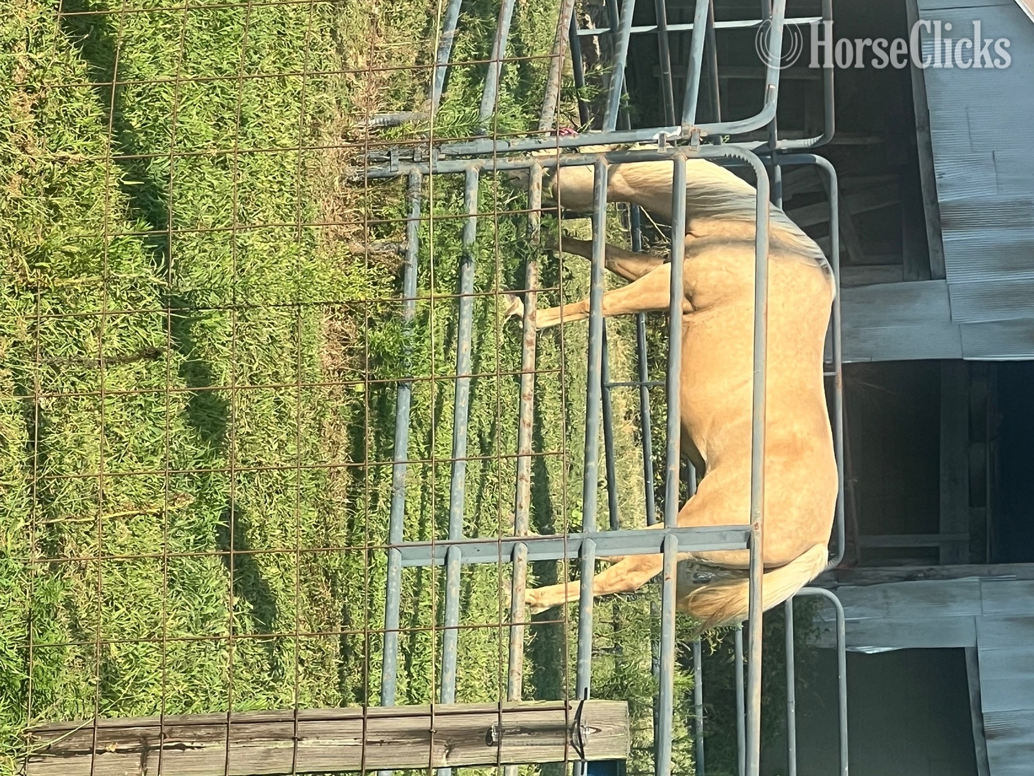 "Missy" Palomino Mare Quarter Horse