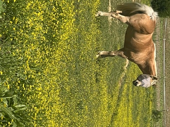 "Missy" Palomino Mare Quarter Horse