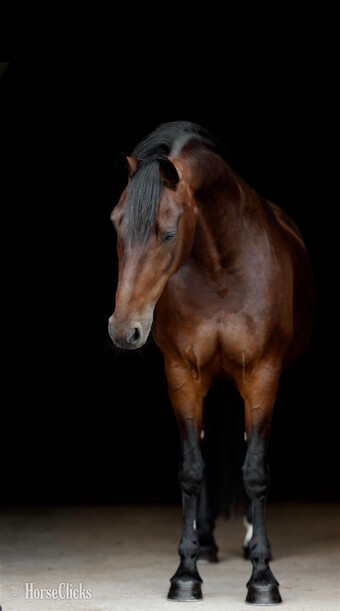 "Lady Givenchy" Bay Mare Friesian
