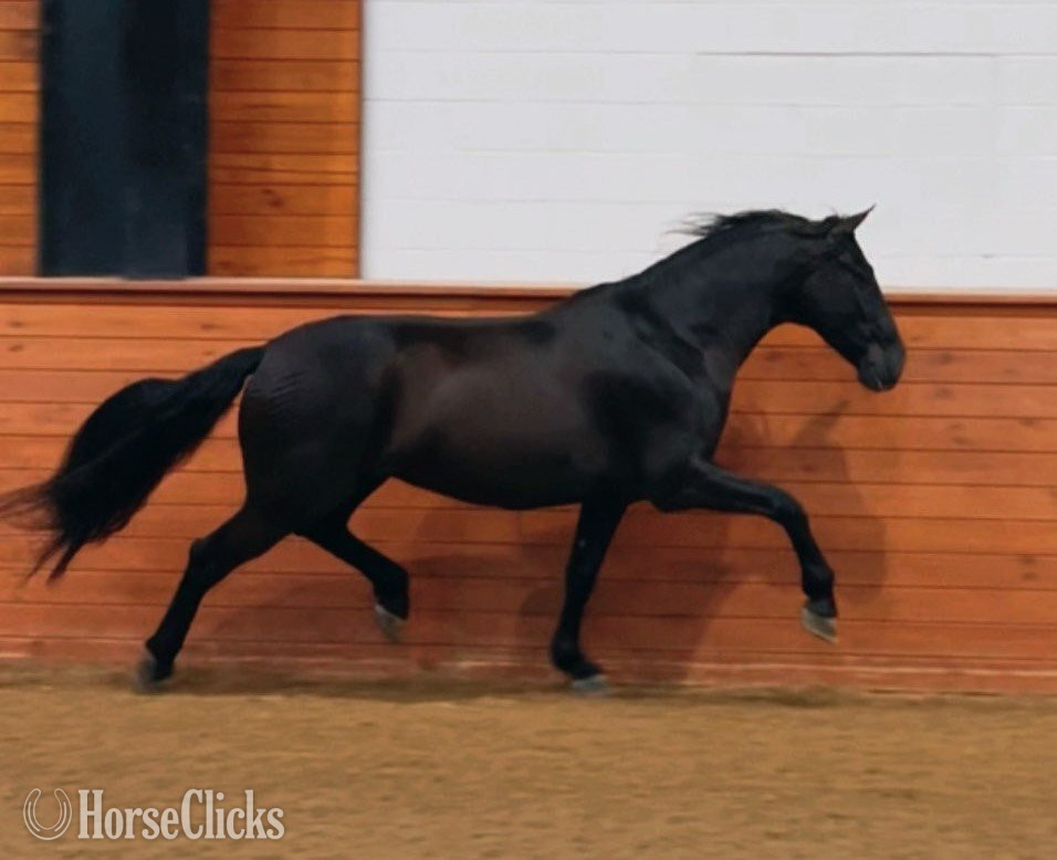 "Diligente" Black Gelding Andalusian in Georgia