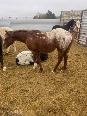 "Buttons" Sorrel Colt Appaloosa