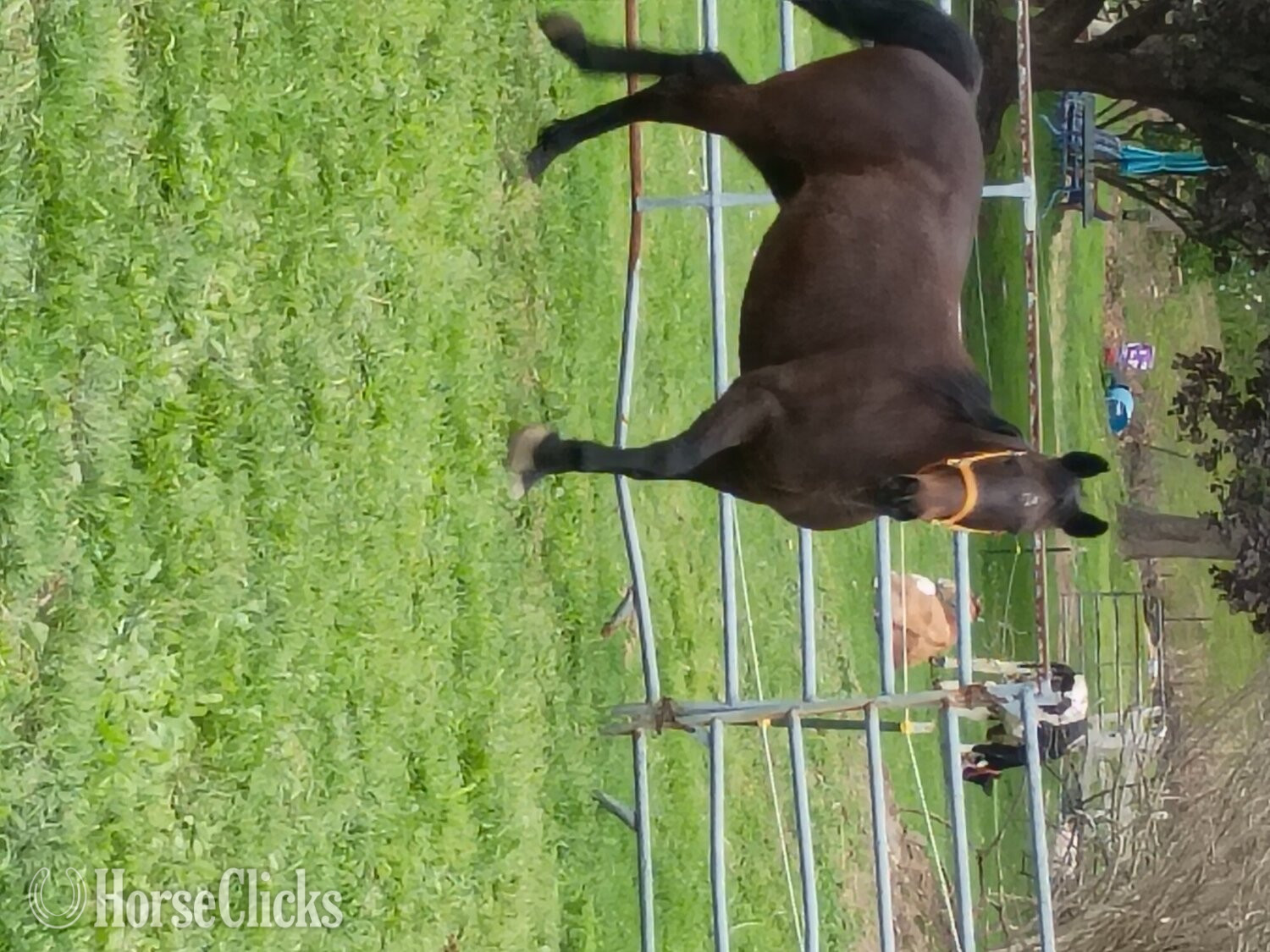 "Delilah " Bay Mare Other Breed in Pennsylvania