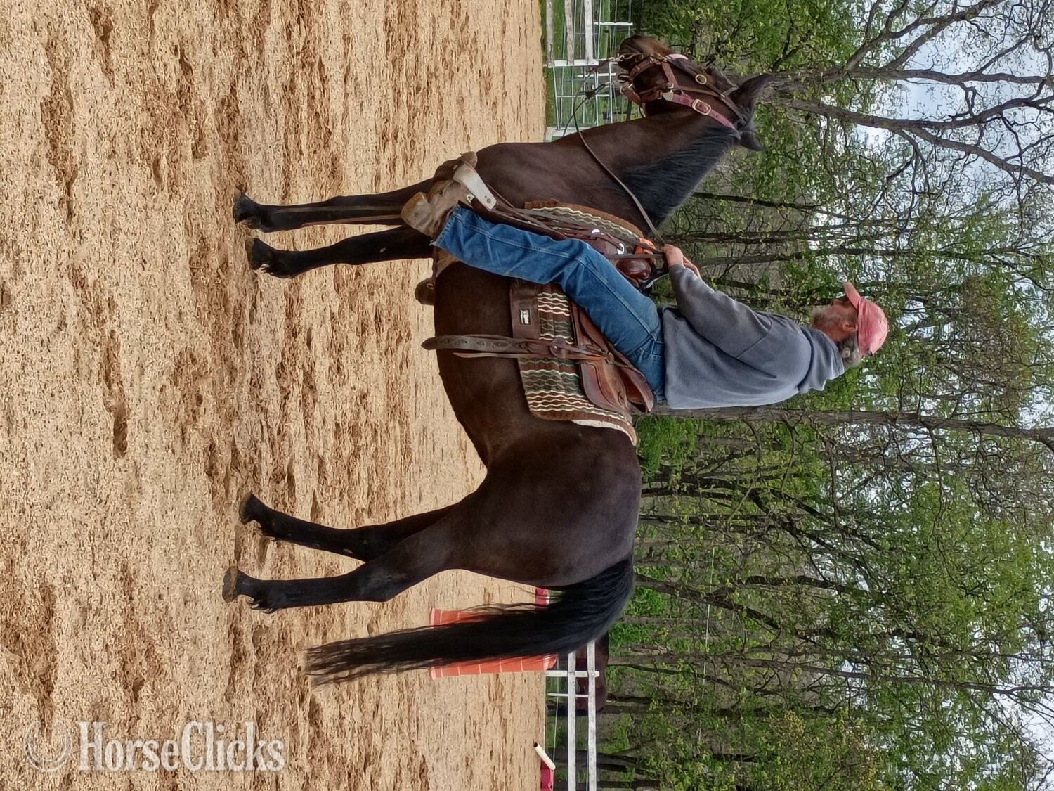 "Delilah " Bay Mare Other Breed
