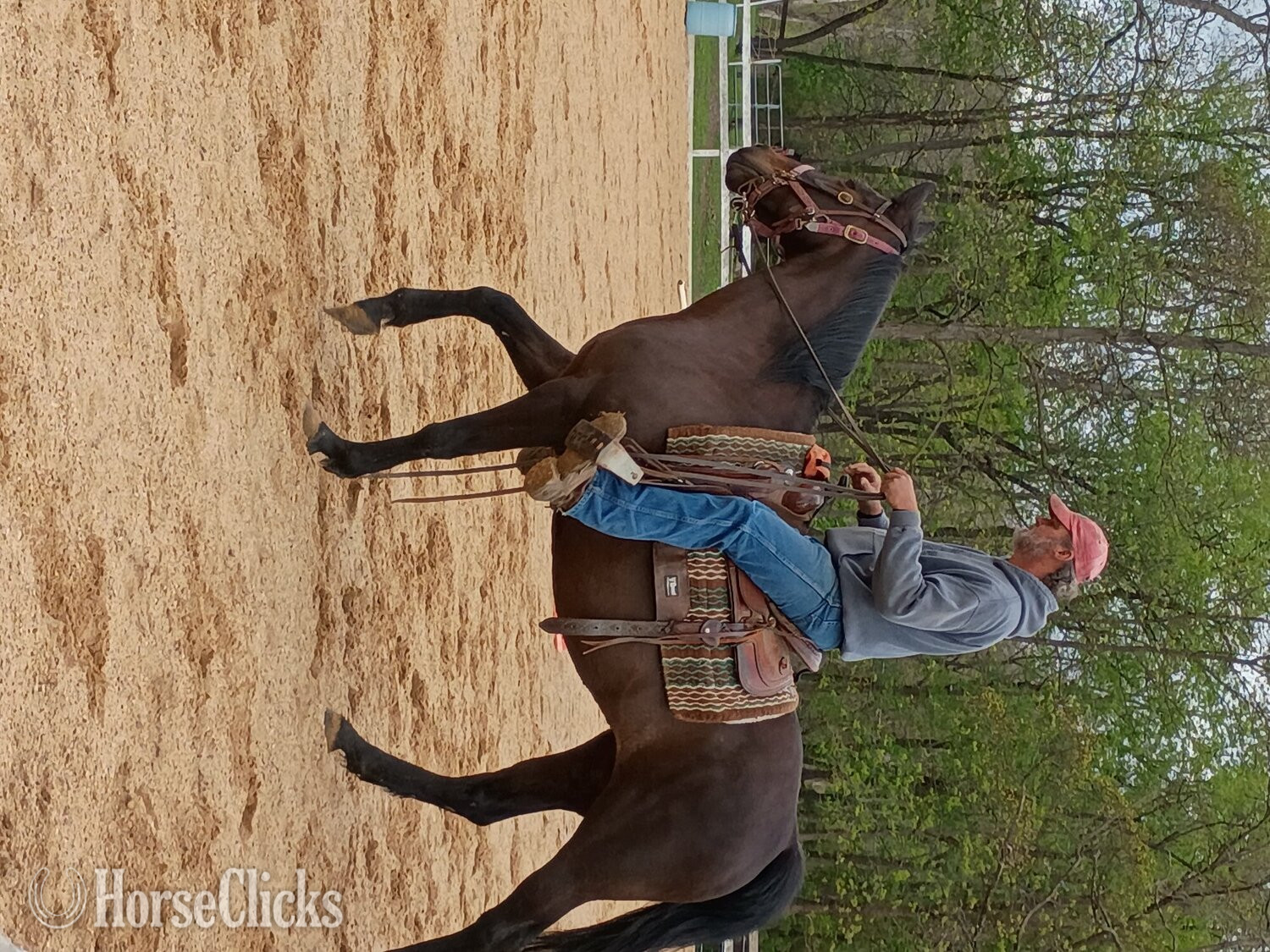 Pennsylvania "Delilah " Bay Mare Other Breed