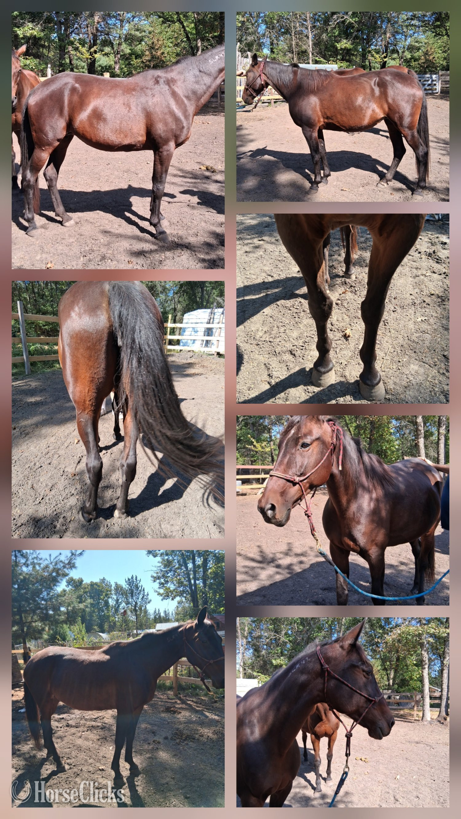 "Heartland spark " Bay Mare Standardbred