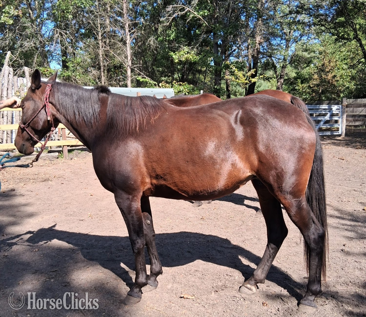 Wisconsin "Heartland spark " Bay Mare Standardbred