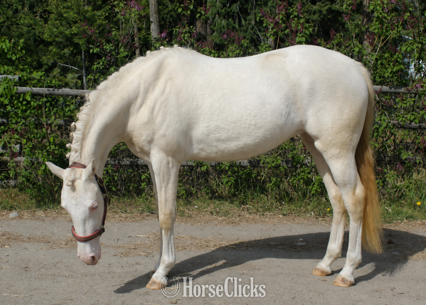 "Keyessa Moon" Cremello Filly Welsh Pony - Welsh Pony in British Columbia
