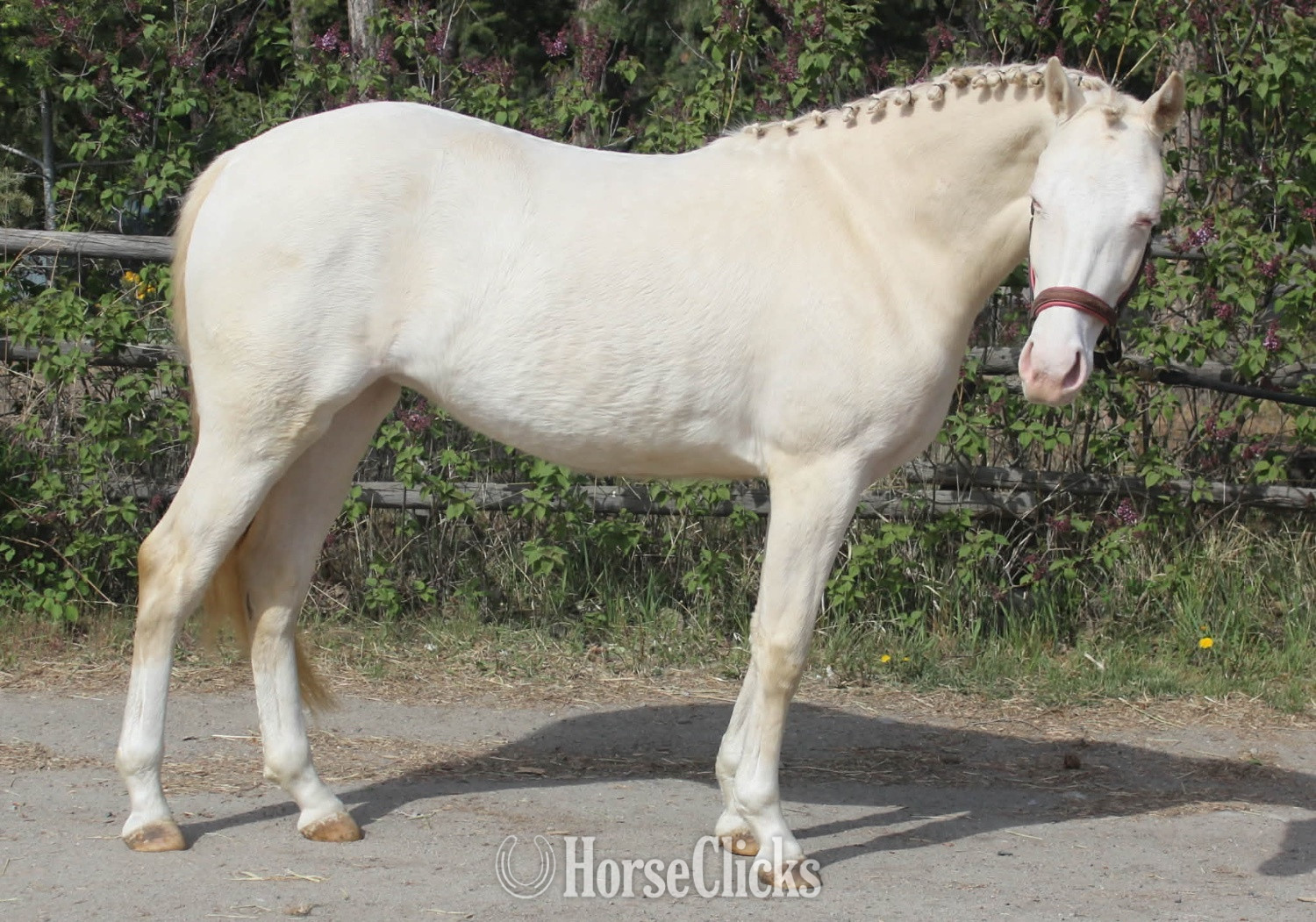 "Keyessa Moon" Cremello Filly Welsh Pony - Welsh Pony