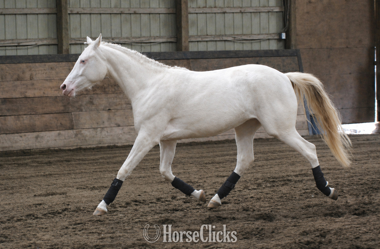 Welsh Pony - "Keyessa Moon" Cremello Filly Welsh Pony in British Columbia