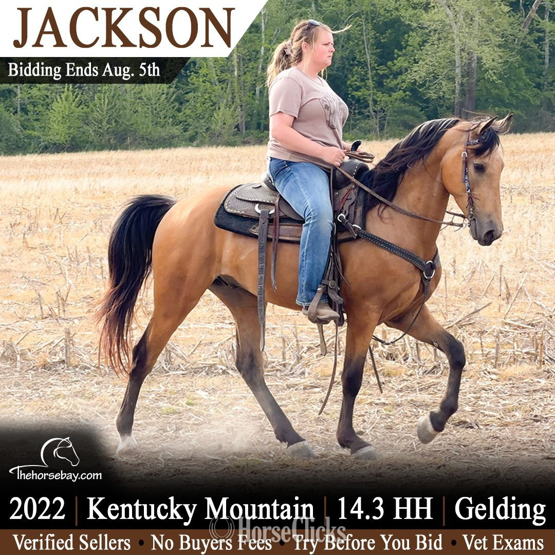 "Jackson" Buckskin Gelding Kentucky Mountain in Kentucky