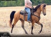 "Jackson" Buckskin Gelding Kentucky Mountain