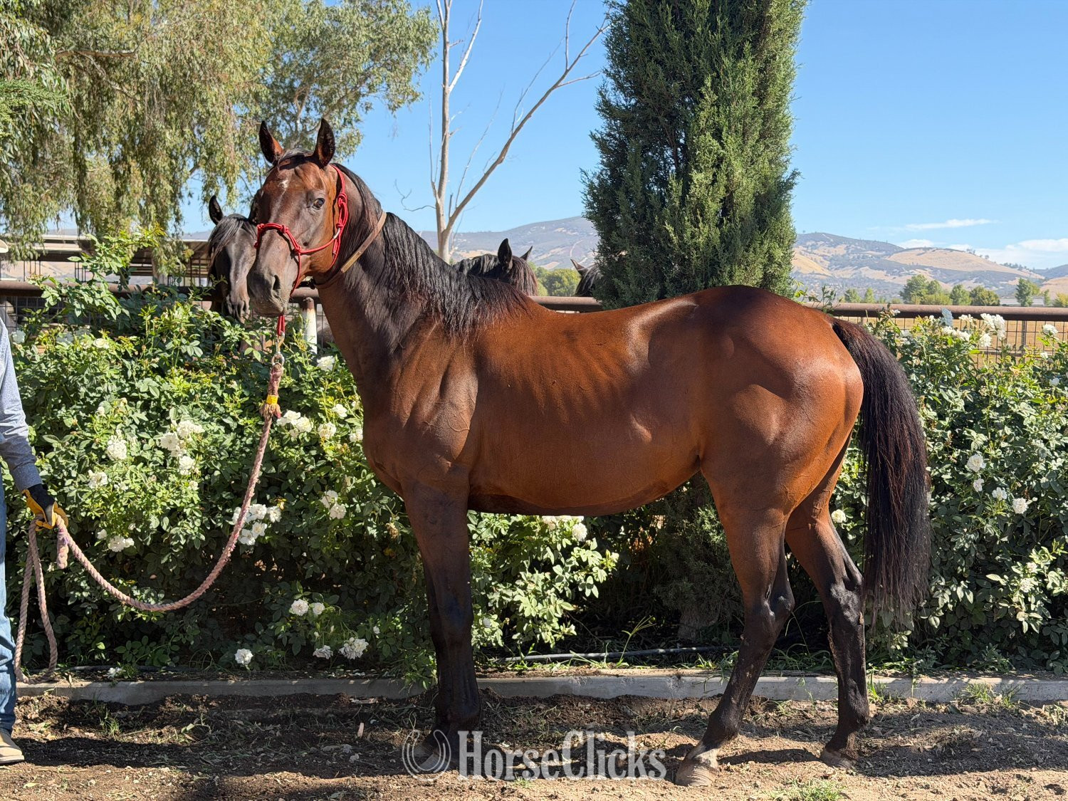 "Run for Retts" Bay Mare Thoroughbred in California