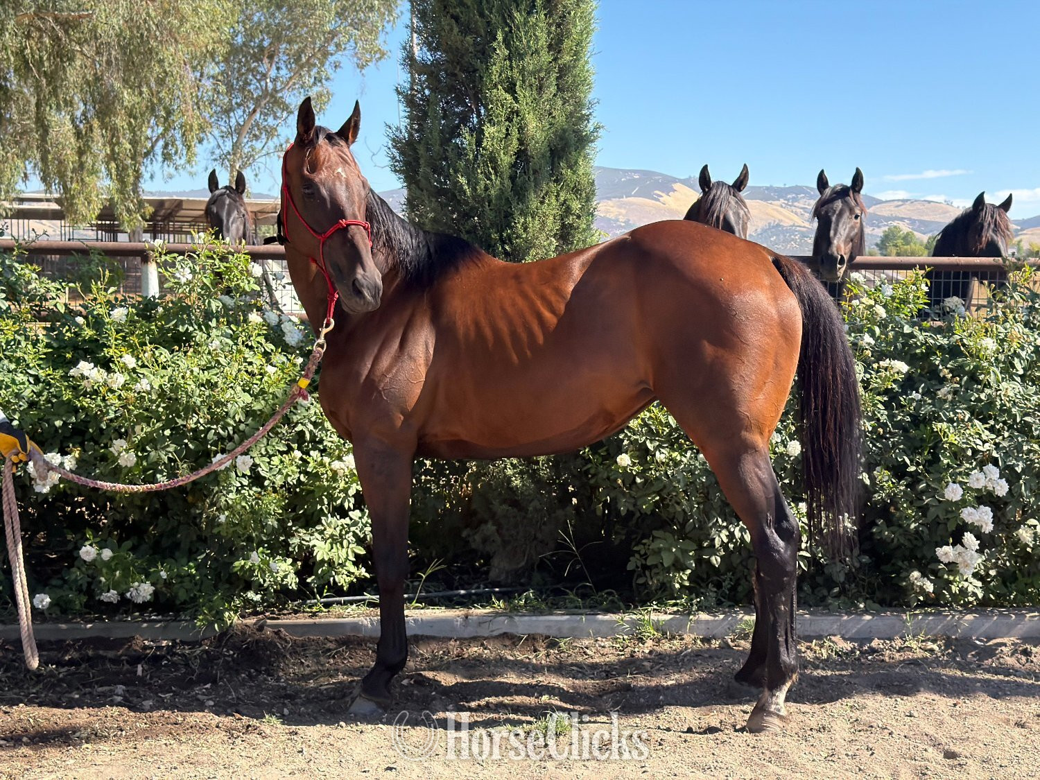 "Run for Retts" Bay Mare Thoroughbred