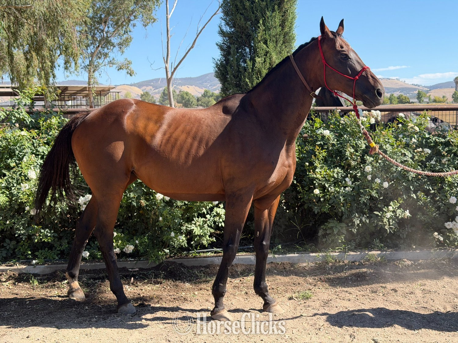 California "Run for Retts" Bay Mare Thoroughbred