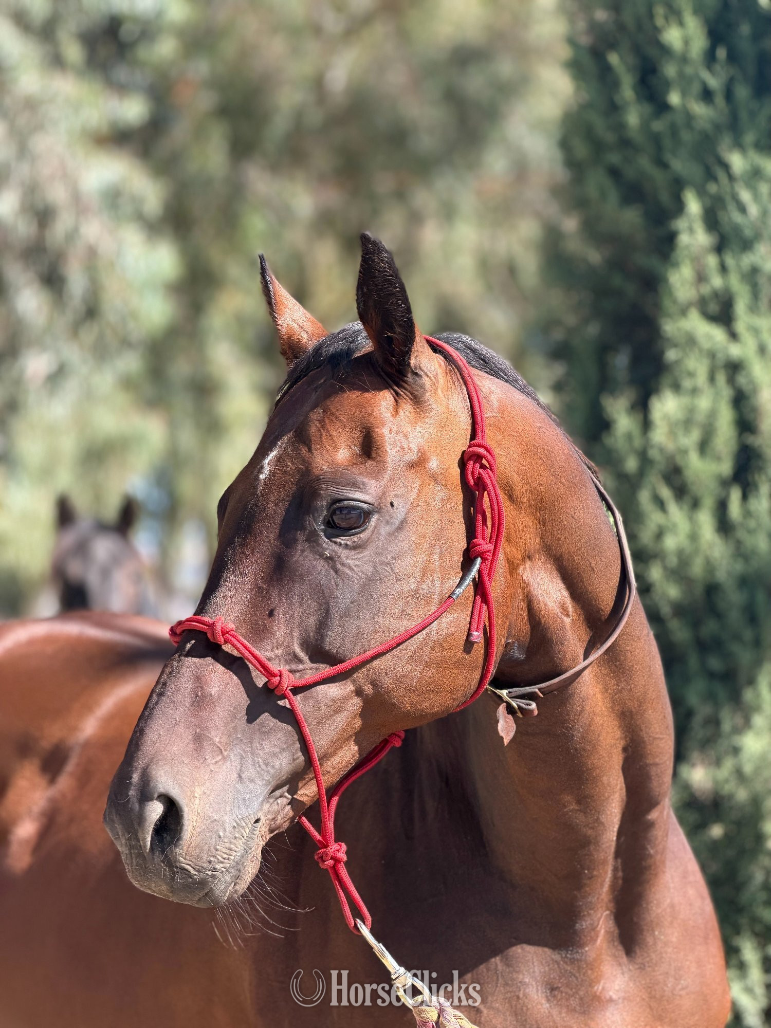 "Run for Retts" Bay Mare Thoroughbred California