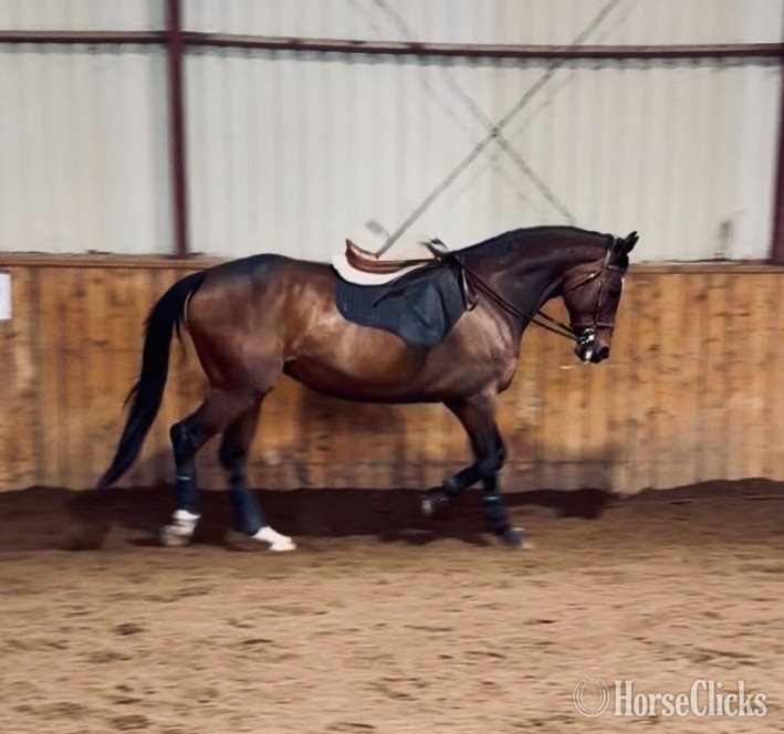 "Cypress Park" Bay Mare Thoroughbred in Quebec
