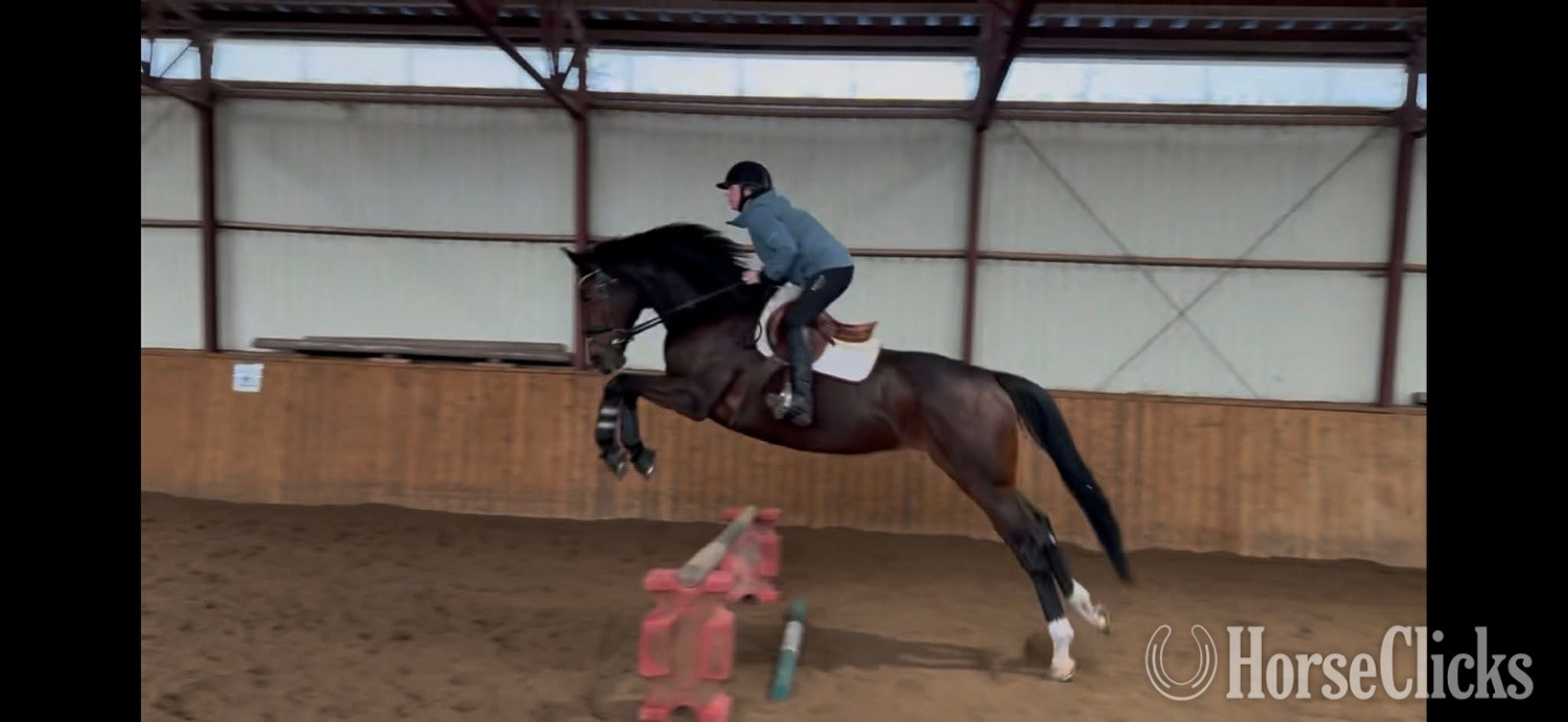 "Cypress Park" Bay Mare Thoroughbred