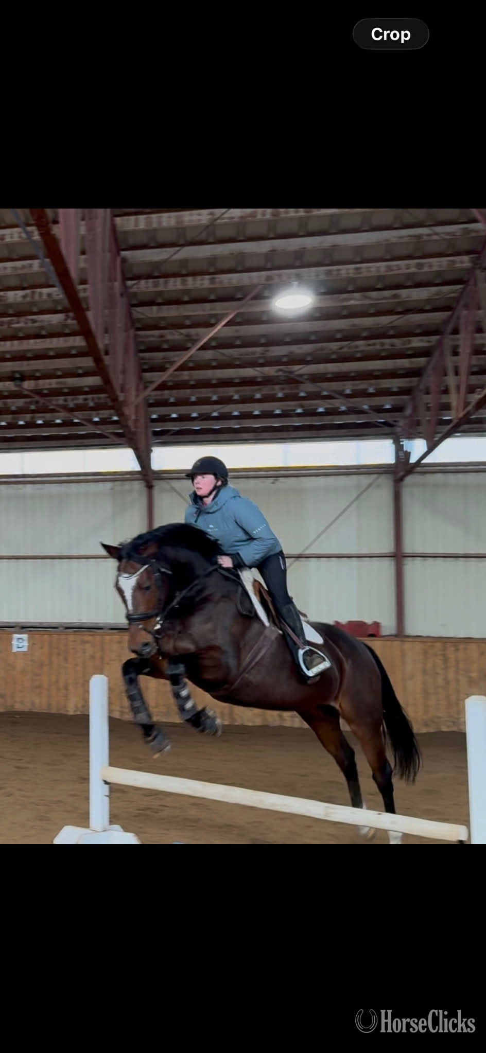 Quebec "Cypress Park" Bay Mare Thoroughbred