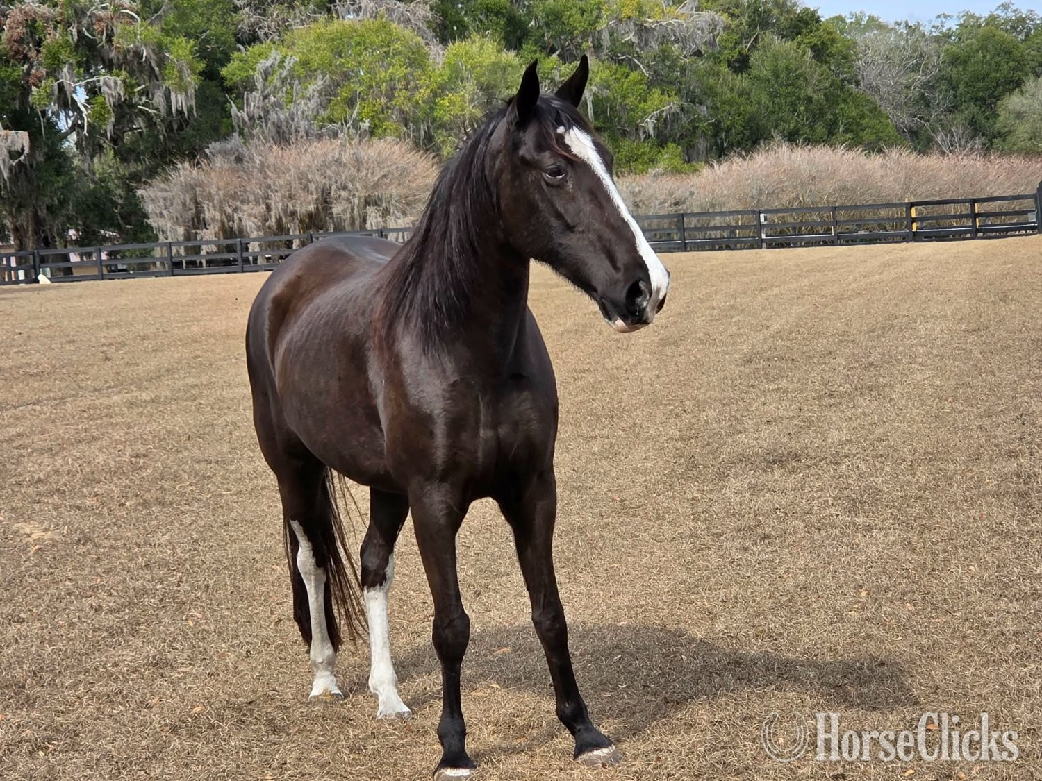 "Fiona " Black Mare Tennessee Walker in Florida