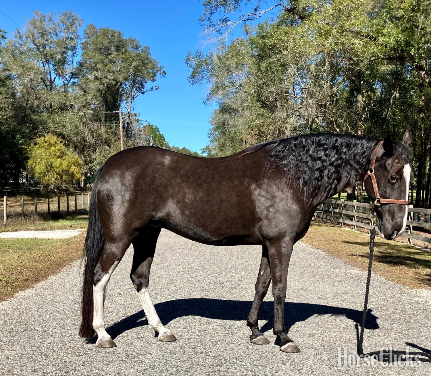 "Fiona " Black Mare Tennessee Walker