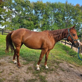 "Freya" Chestnut Mare Quarter Horse