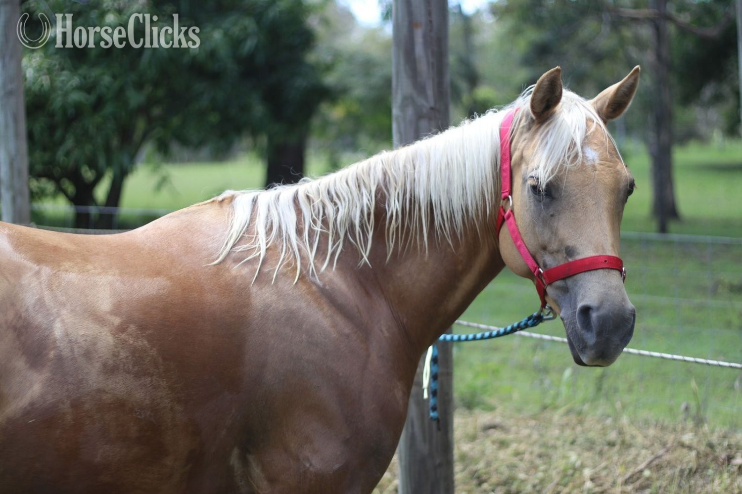 "Willow" Palomino Mare Quarter Horse