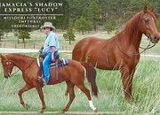 "Lucy" Sorrel Mare Missouri Fox Trotter