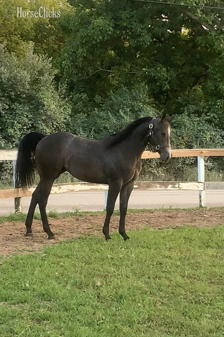 "Pt Spitfire " Grey Colt Quarter Horse in Michigan