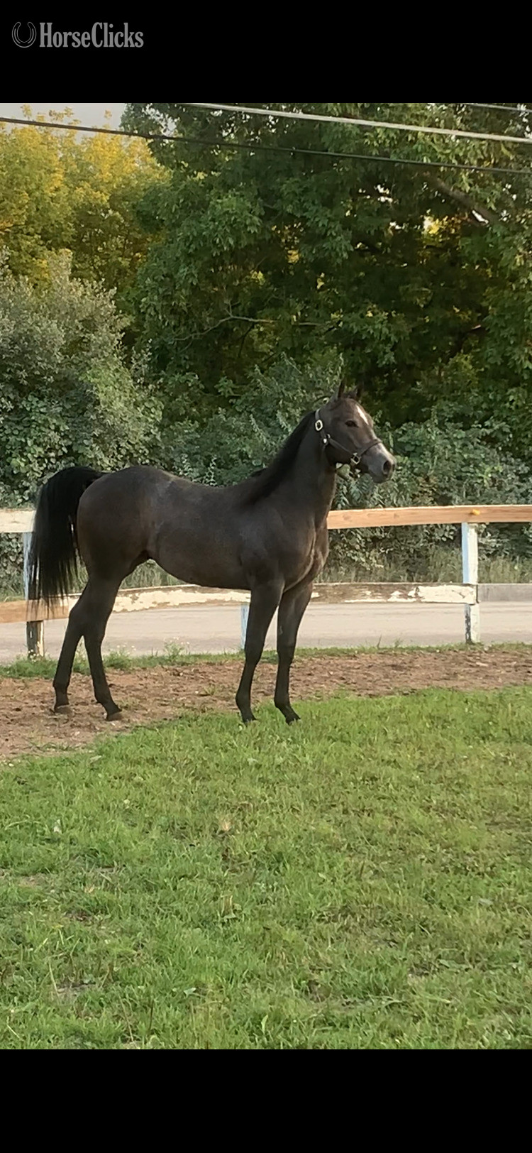 "Pt Spitfire " Grey Colt Quarter Horse