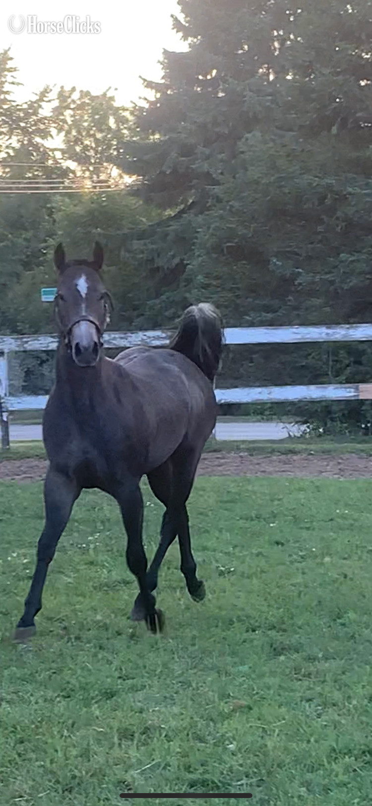 Michigan "Pt Spitfire " Grey Colt Quarter Horse